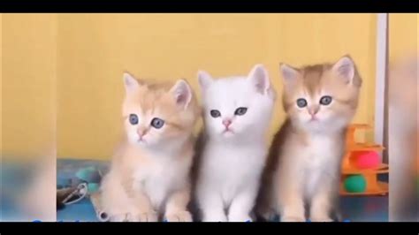 Kittens Game: Prepare for Endless Cuteness and Economic Domination!