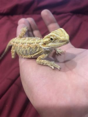 Do Bearded Dragons Swim and Why Do They Dream of Electric Sheep?