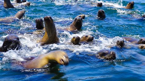 How Fast Can a Sea Lion Swim: And Why Do They Sometimes Wear Sunglasses?