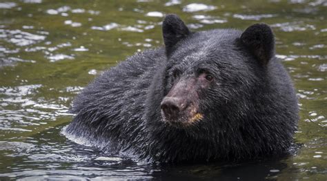 How Fast Can Black Bears Swim: A Dive into the Aquatic Abilities of Ursus Americanus