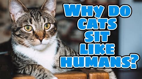 How to Repair Furniture: Why Do Cats Always Sit on the Broken Chair?